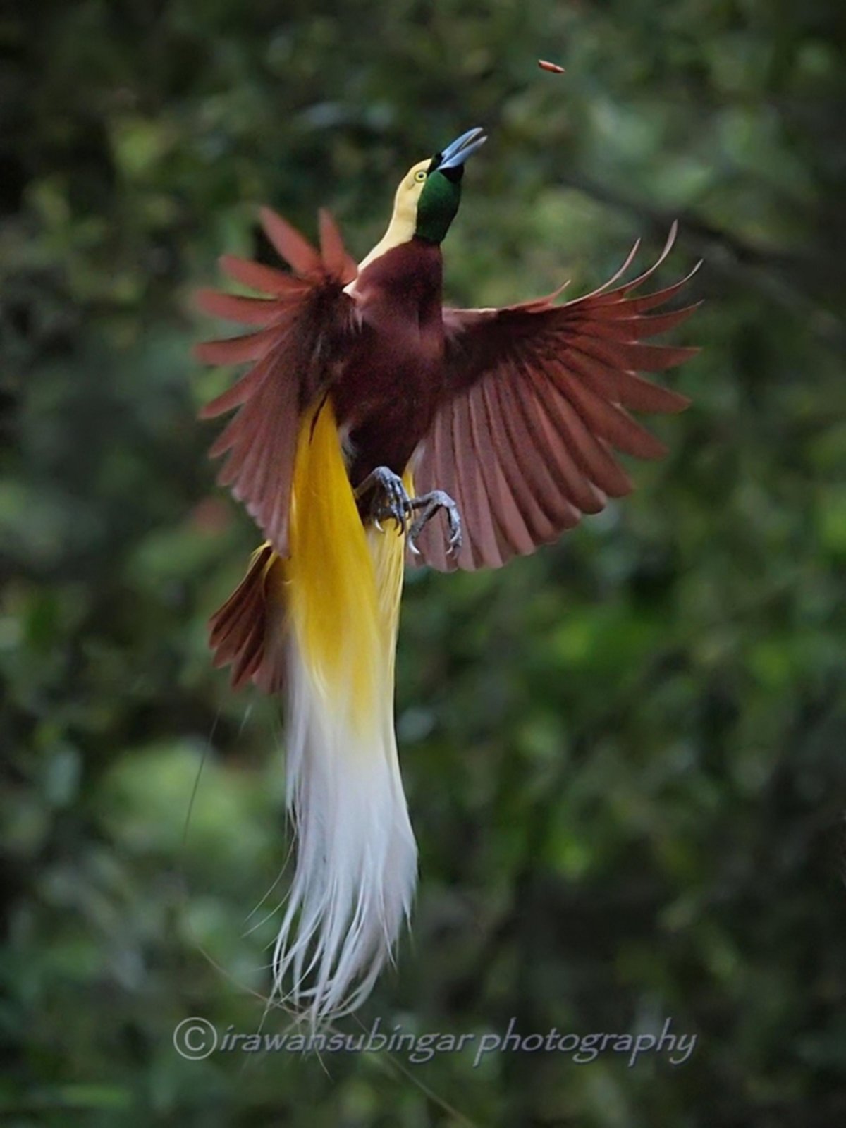 Райская птица Райская мухоловка