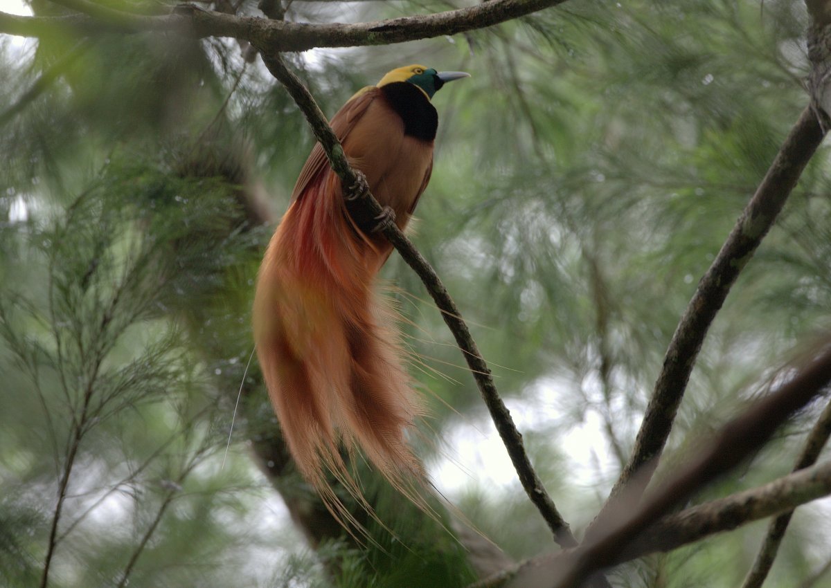 Балийская Райская птица