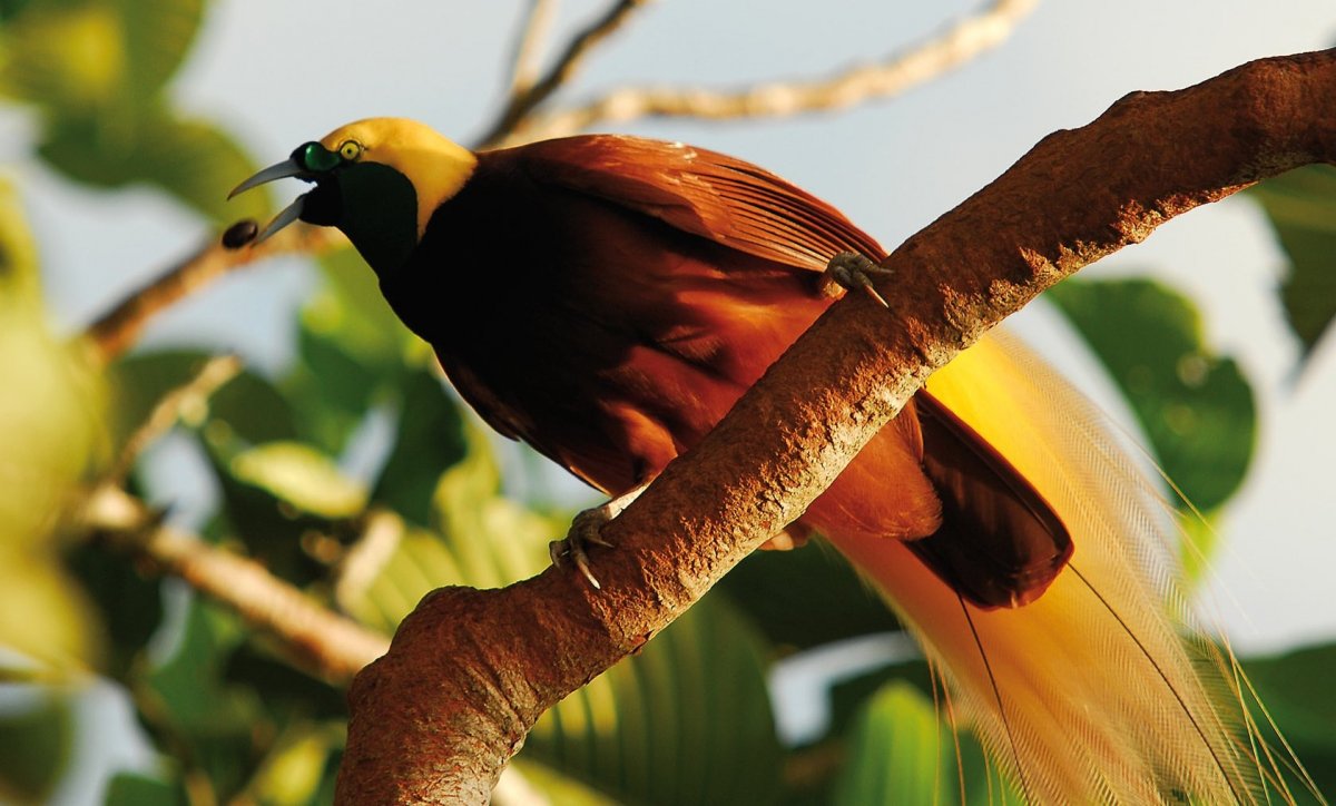 Гертруда Райские птицы