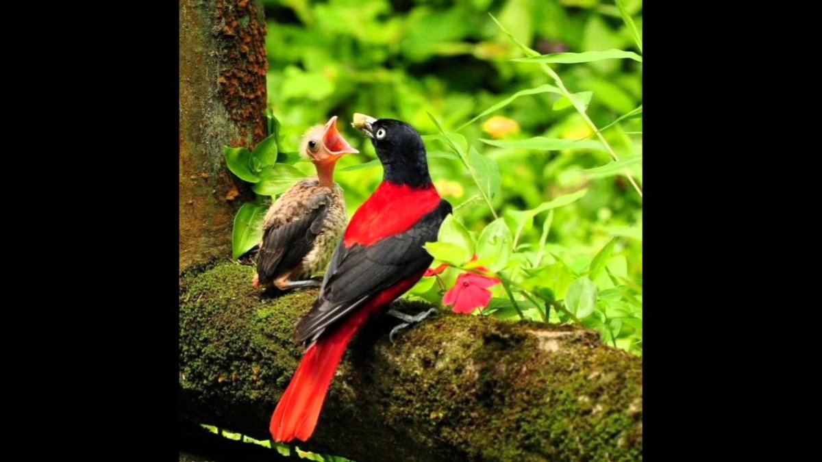 Синеголовая великолепная Райская