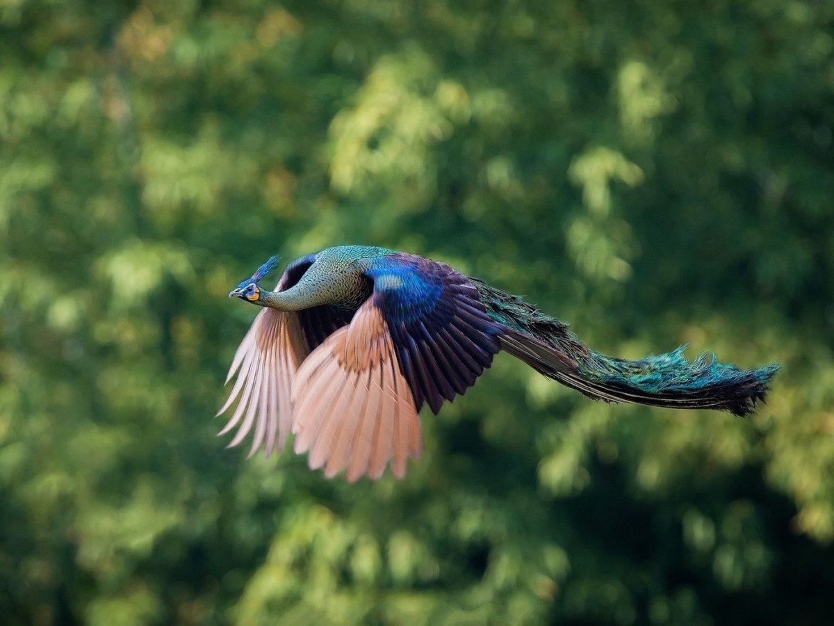 Птица Райская танагра