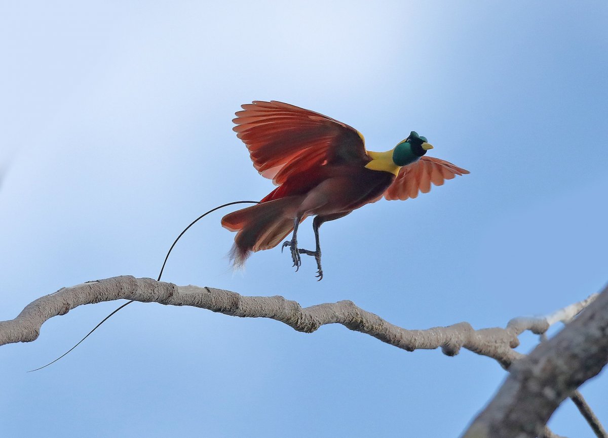Щитоносная Райская птица Виктории