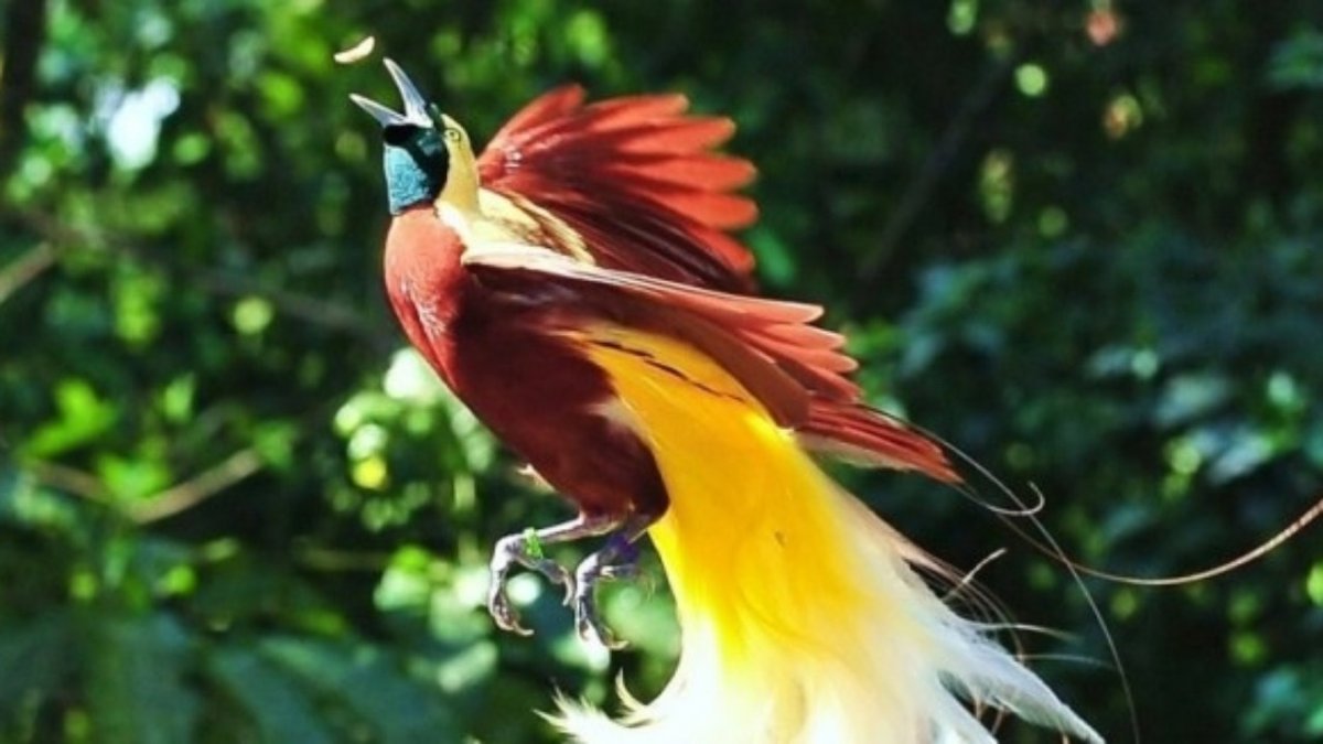 Райская пташка