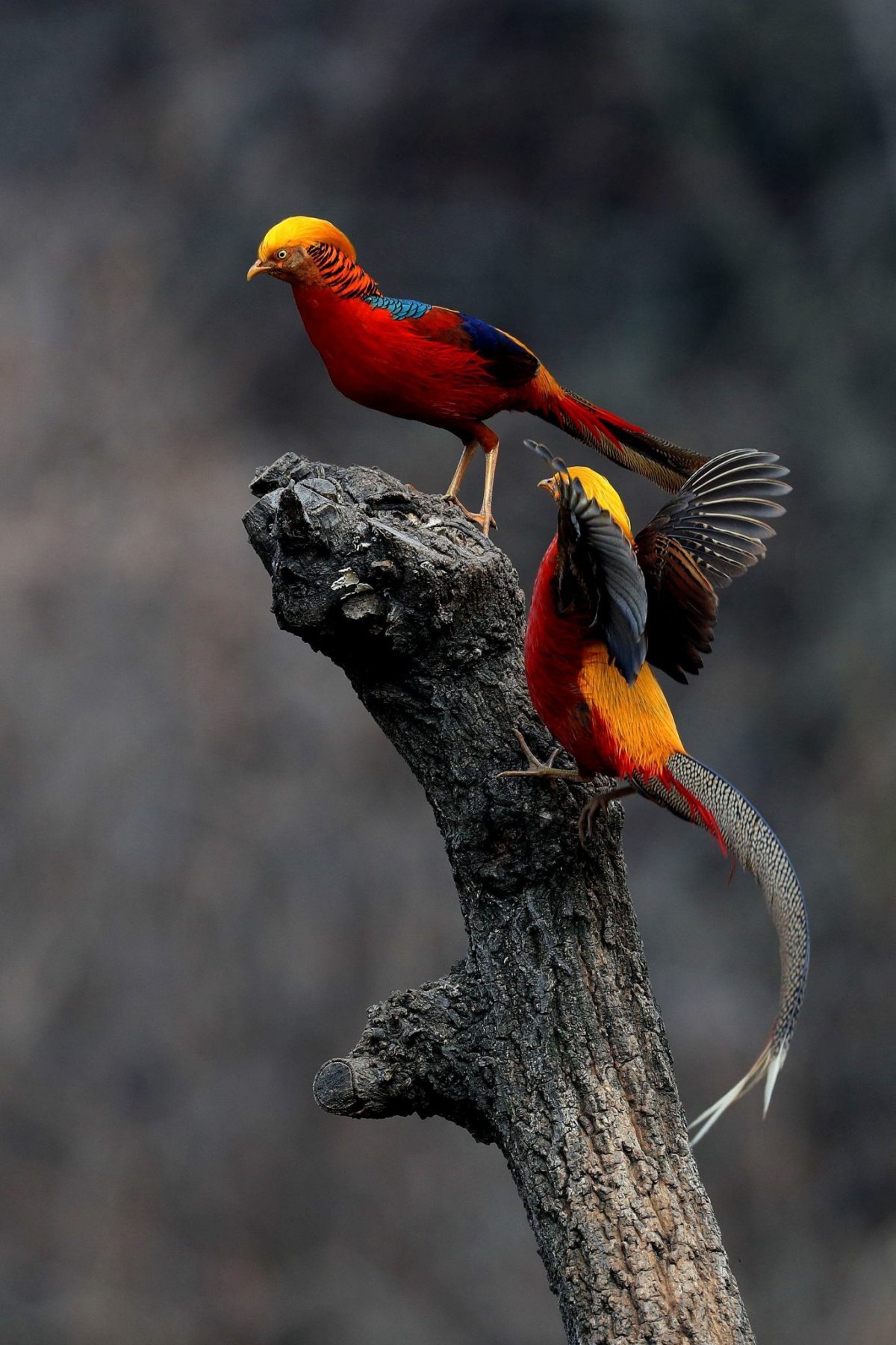 Балийская Райская птица