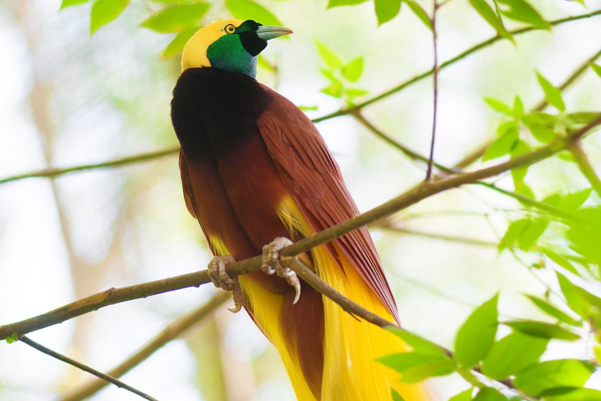 Нитчатая Райская птица