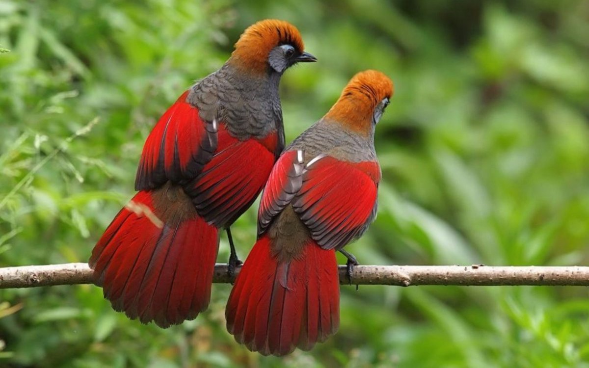 Райская птица в полете