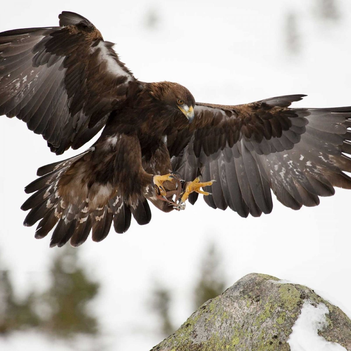 Степной Беркут