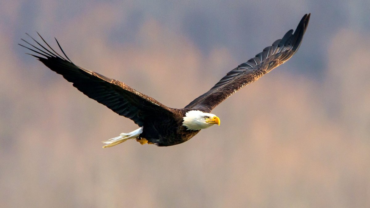 Лысоголовый Орлан