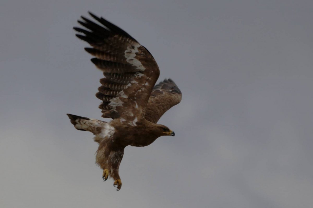 Орел Степной красивые милые Северной Осетии