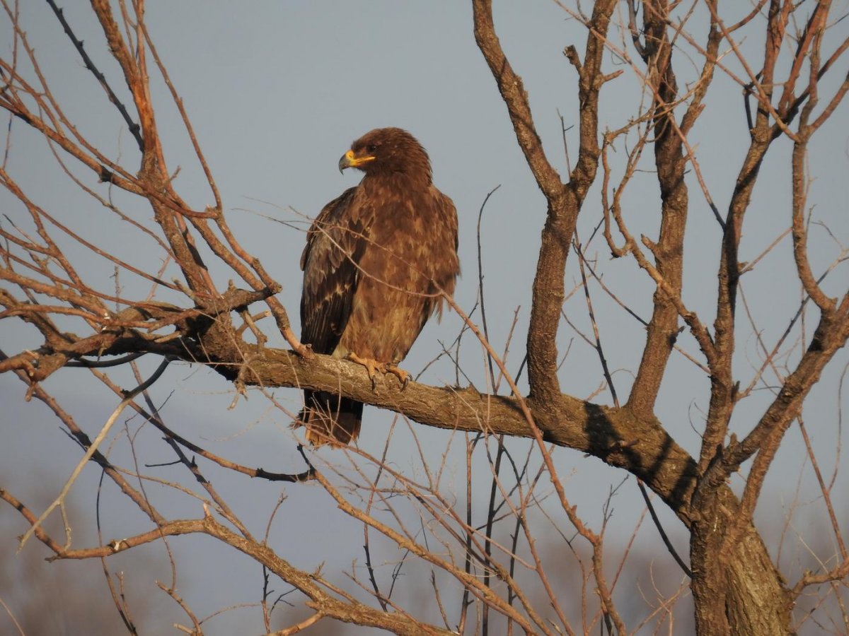 Степной орёл Бурятия