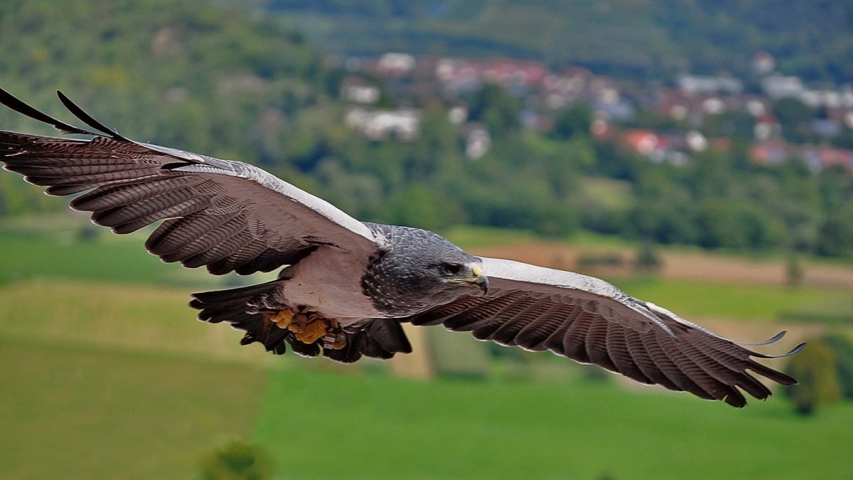Орел над степью