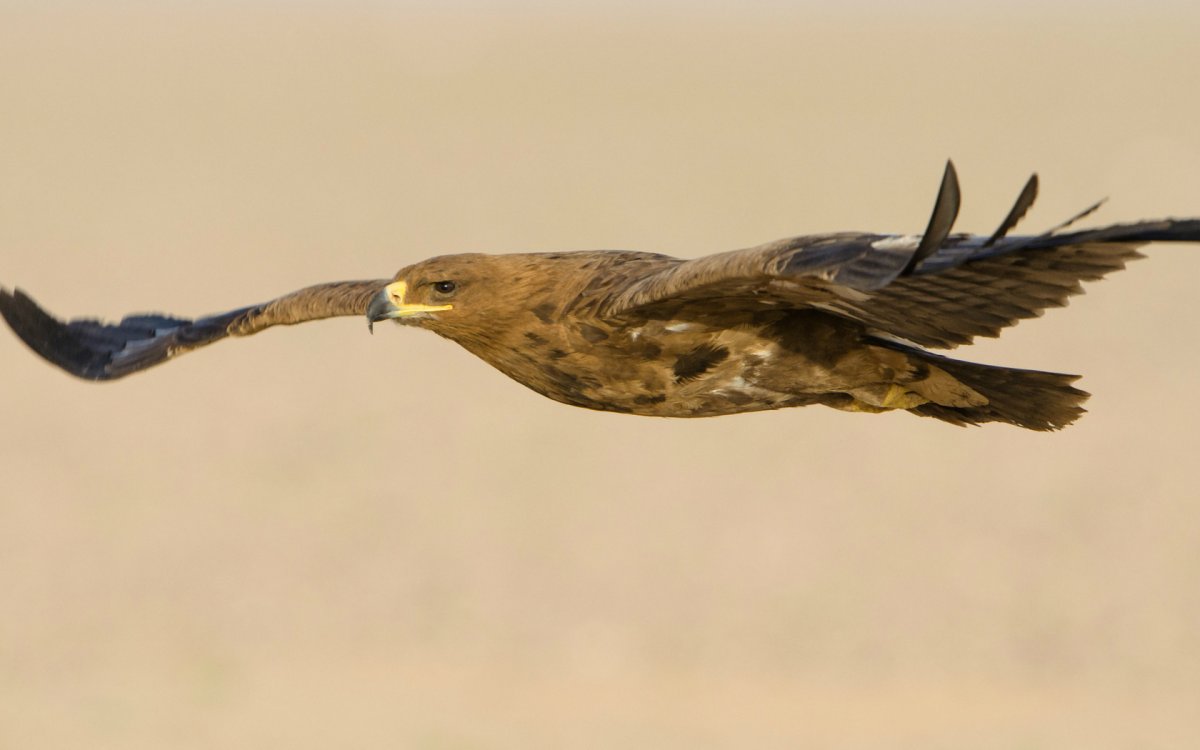 Размах крыльев степного орла