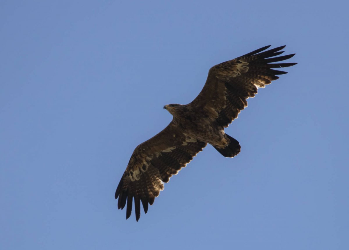 Орел Степняк