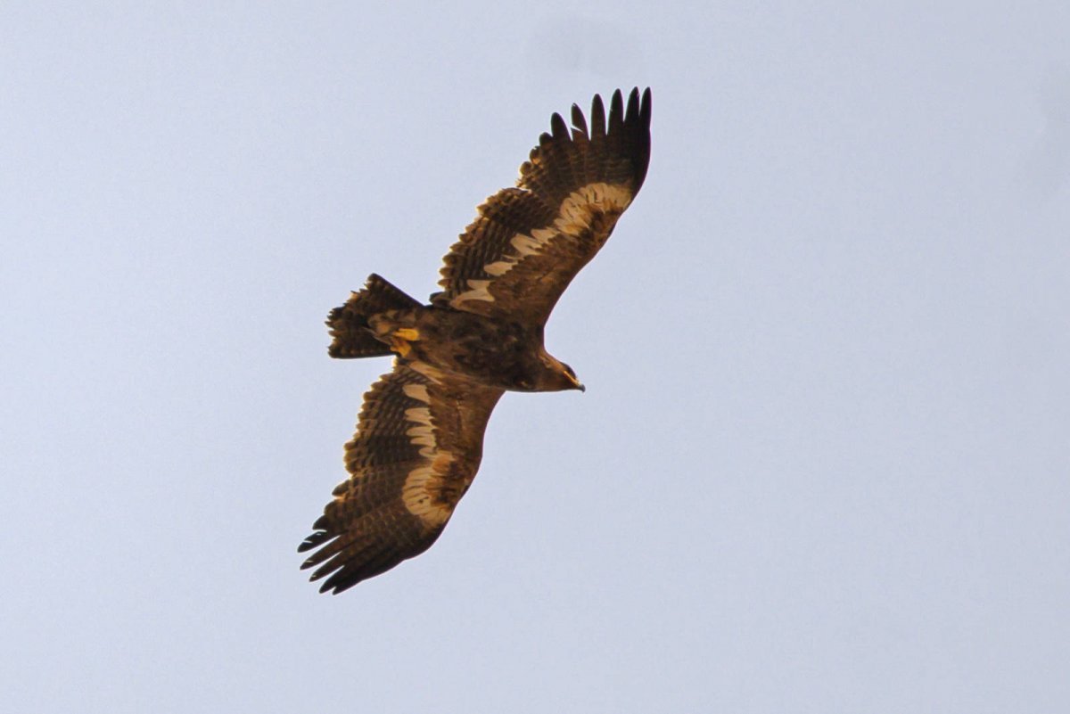 Степной Орел Евразии