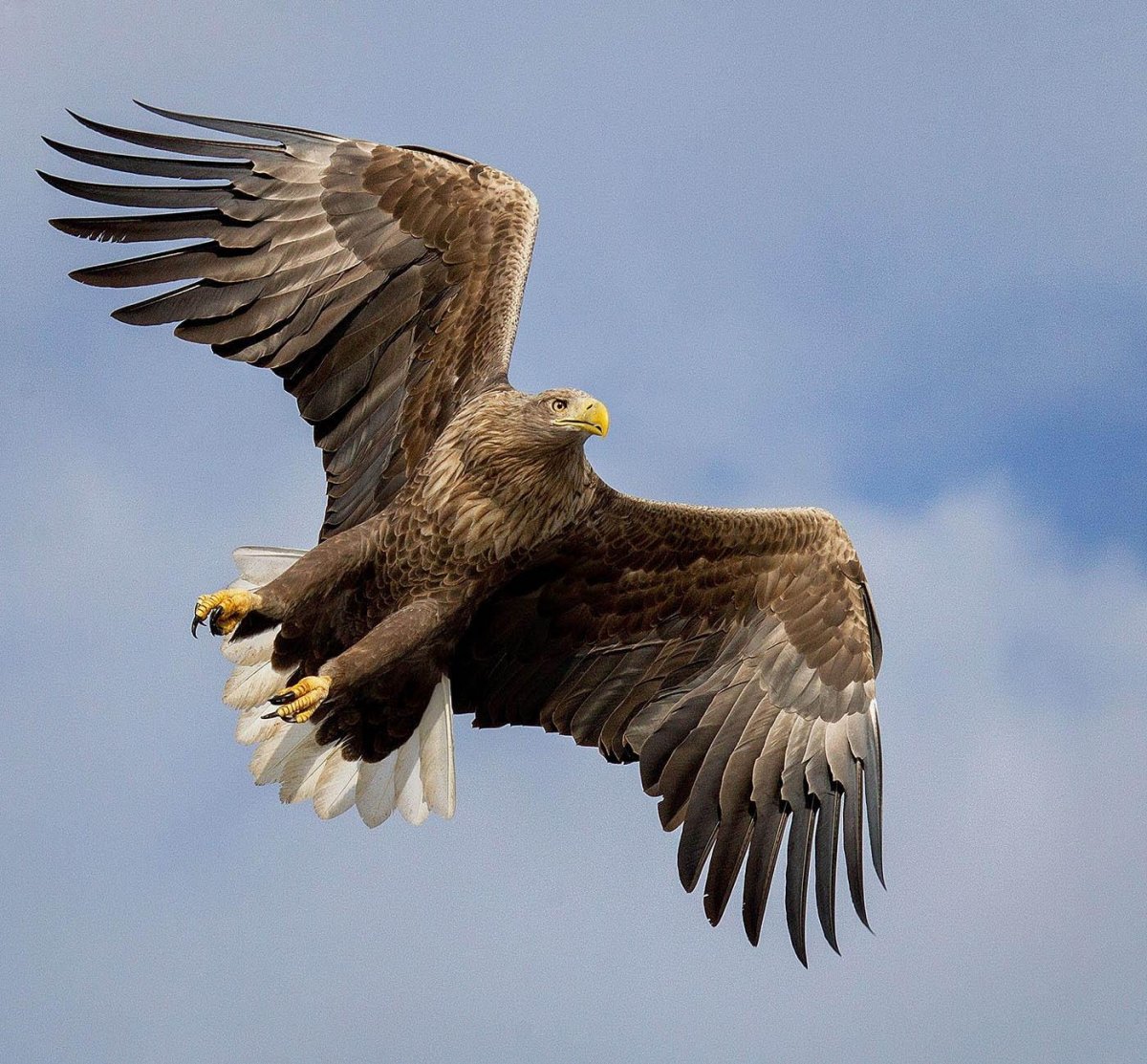 Орлан белохвост Астрахань