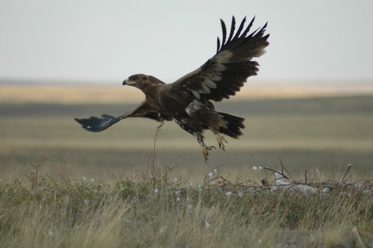 Центральноазиатский Беркут