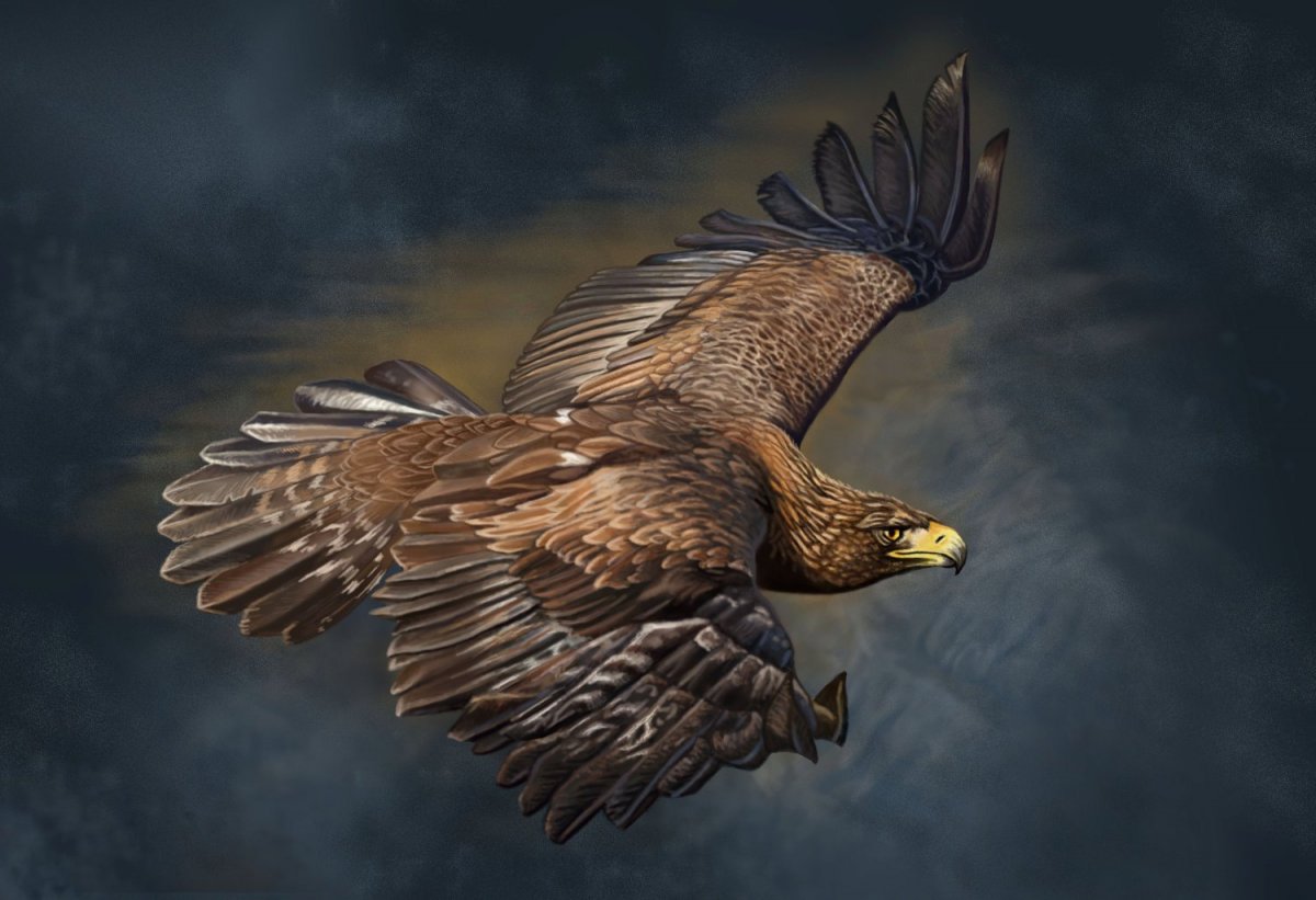 Степной Беркут