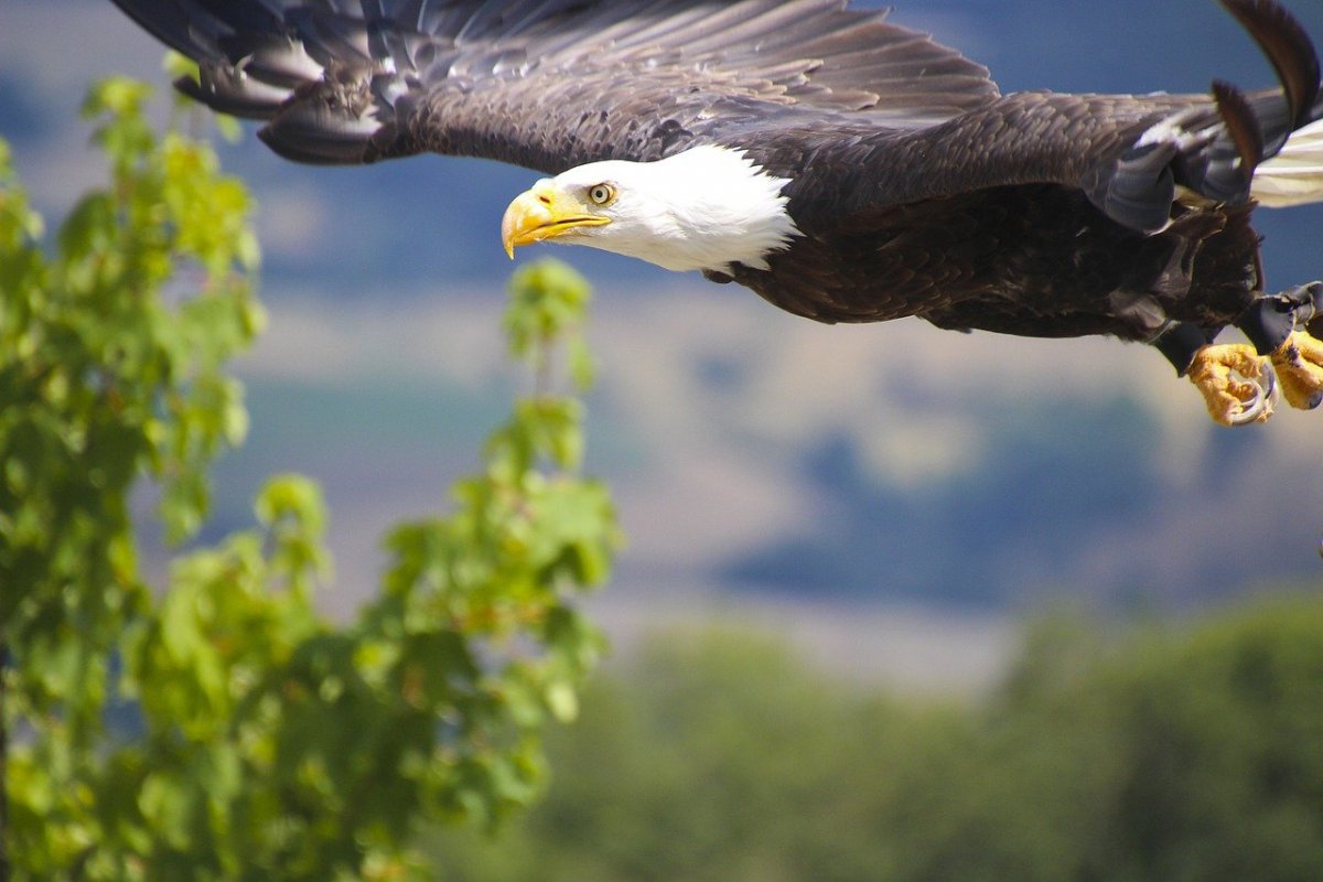 Белогривый Орел