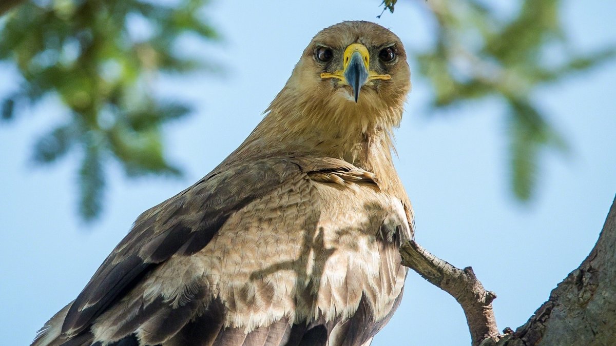 Стервятник Орел ястреб
