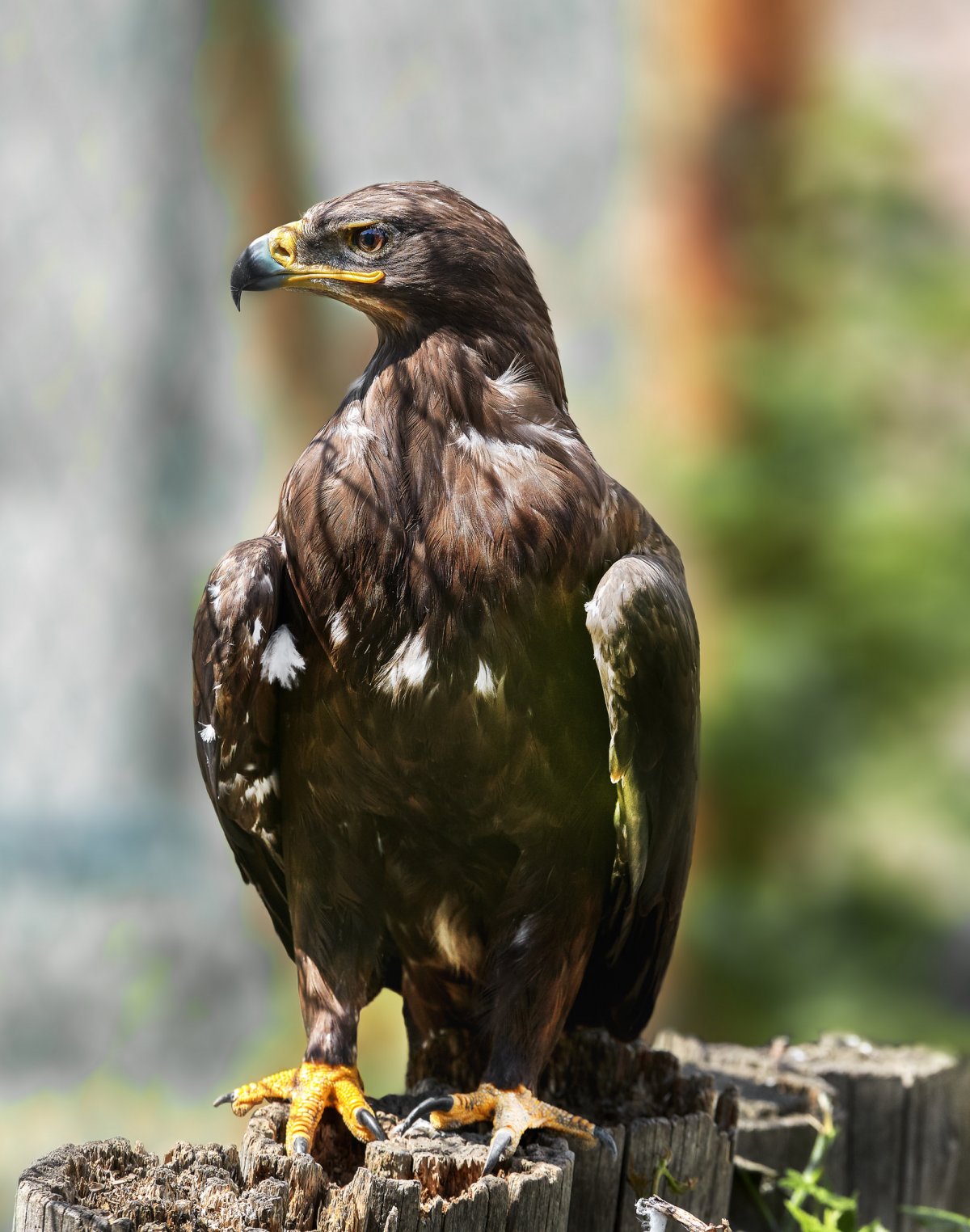 Степной Орел птица