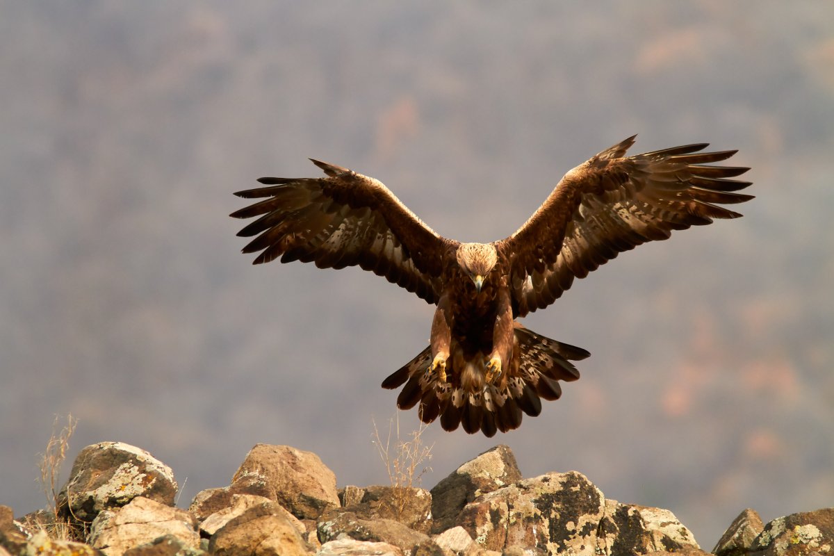 Орел Беркут Дагестана