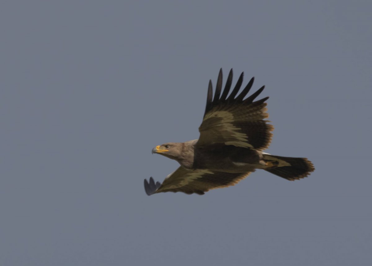 Степные Орлы в Татарстане