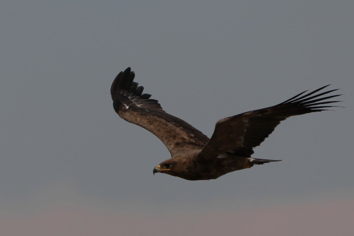 Орел Степной красивые милые Кабардино Балкарии