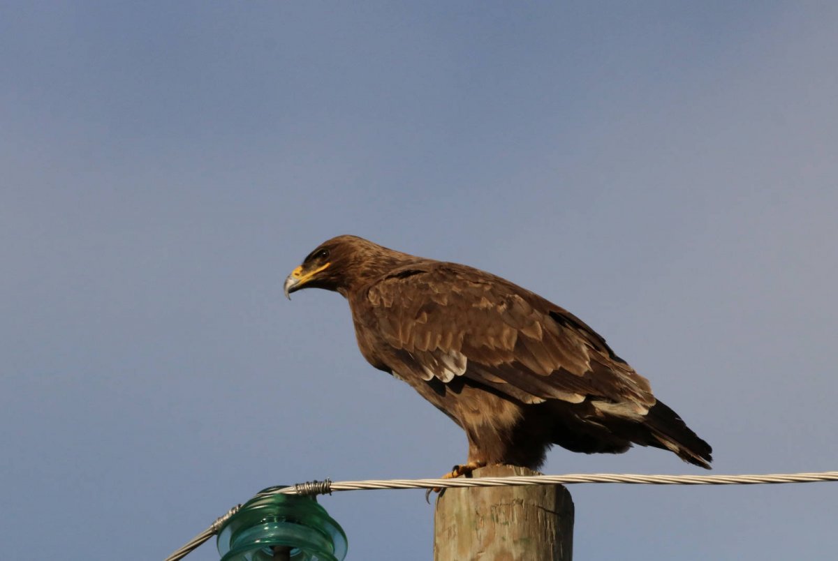 Ястреб Орел