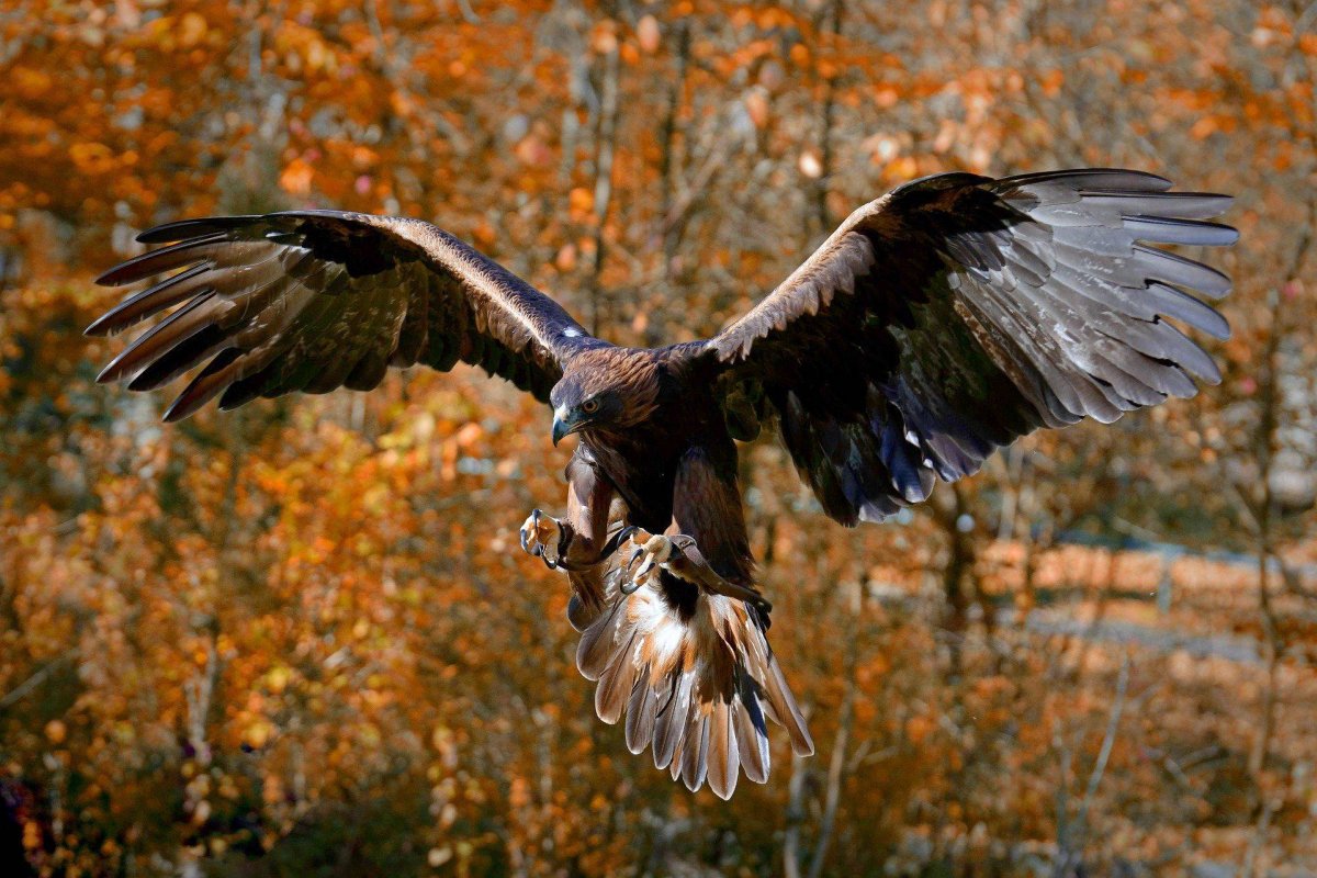 Беркут ястреб Коршун