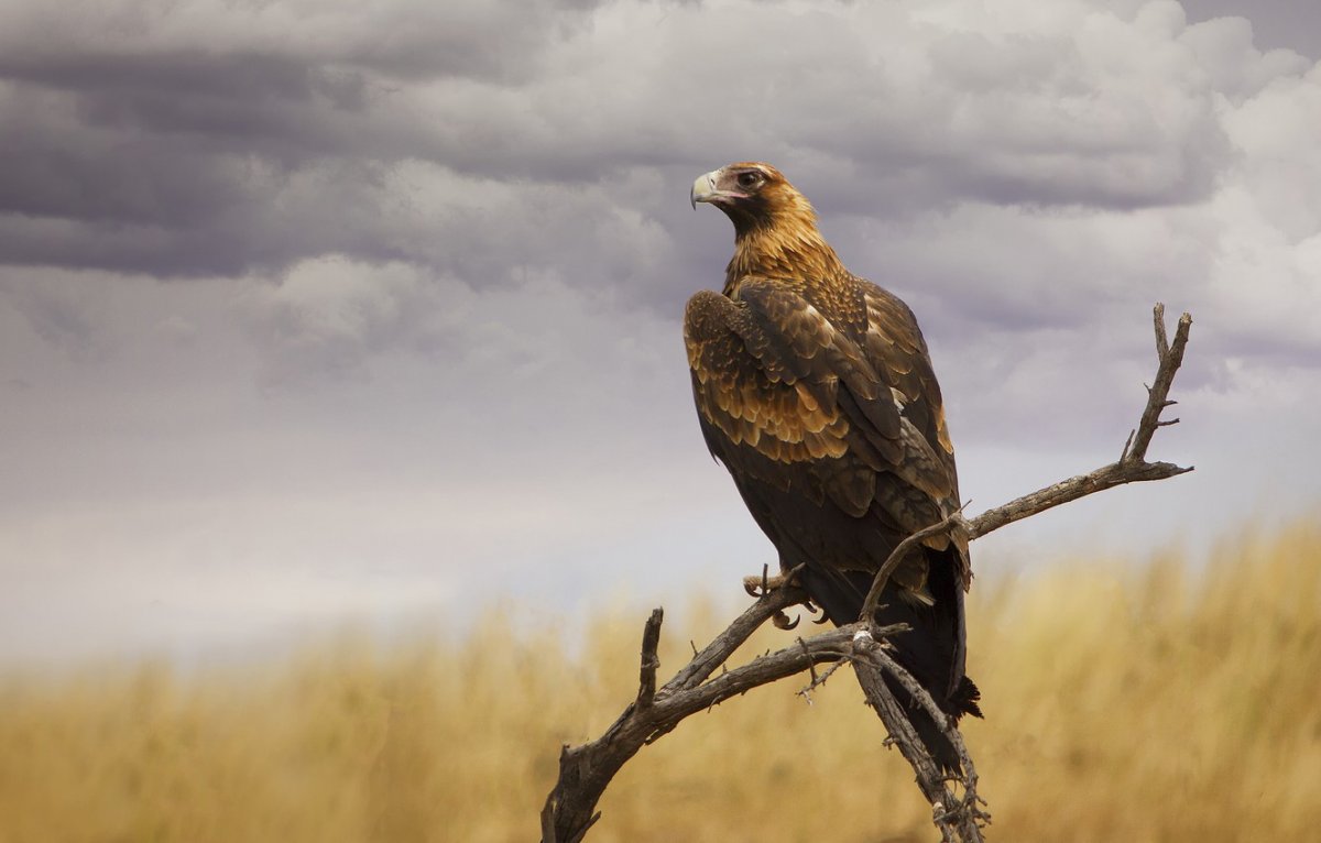 Беркут птица в полете
