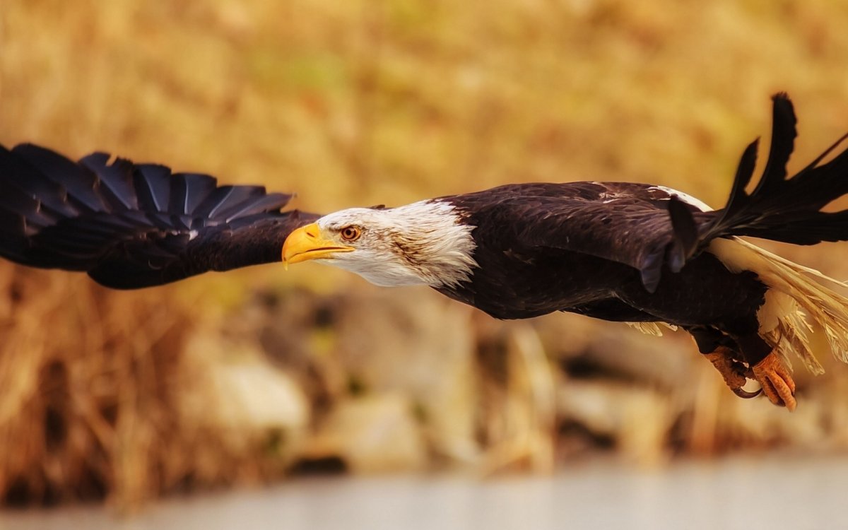 Степной Орел Оренбургской области