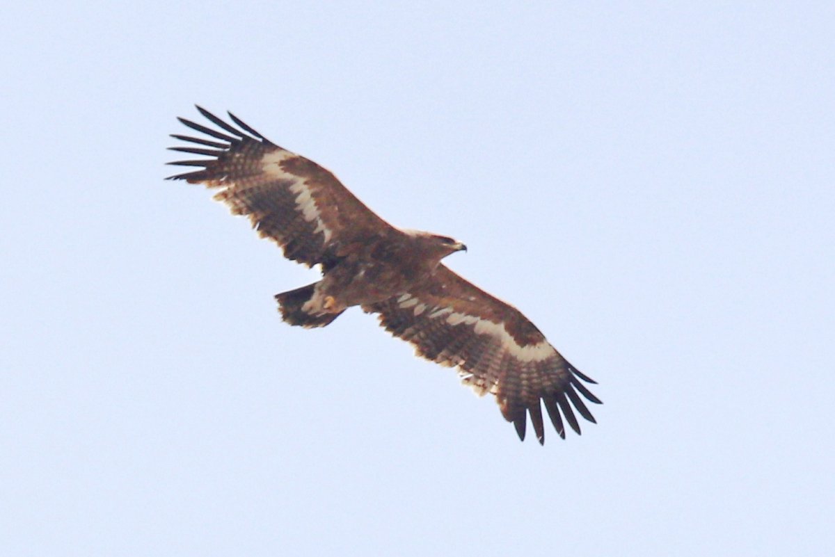 Золотистый Беркут