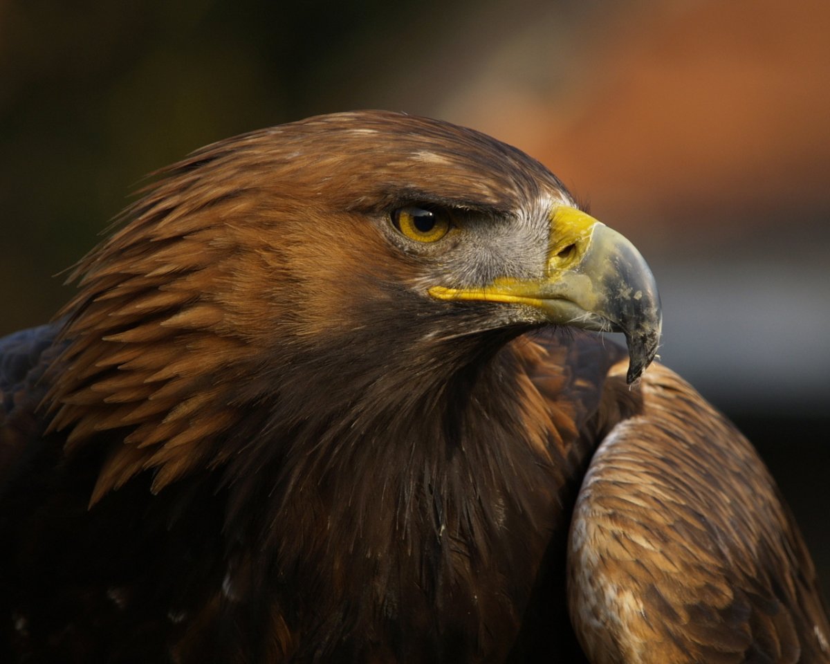 Фото орла в хорошем качестве