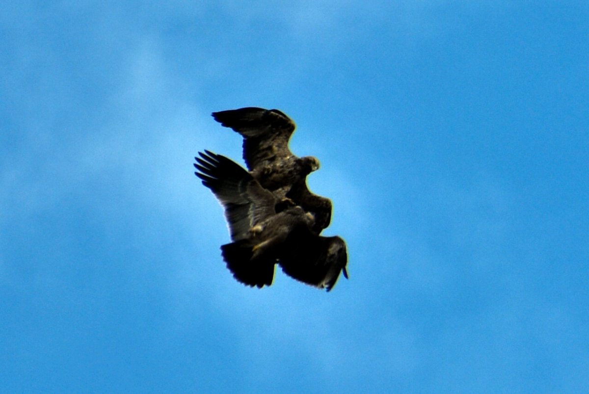 Орлы Беркуты Соколы Ястребы