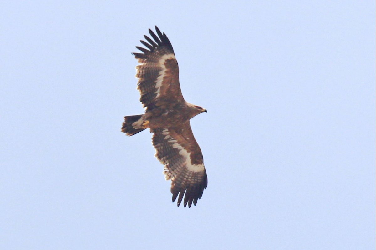 Орел Степной из Албании красивые милые