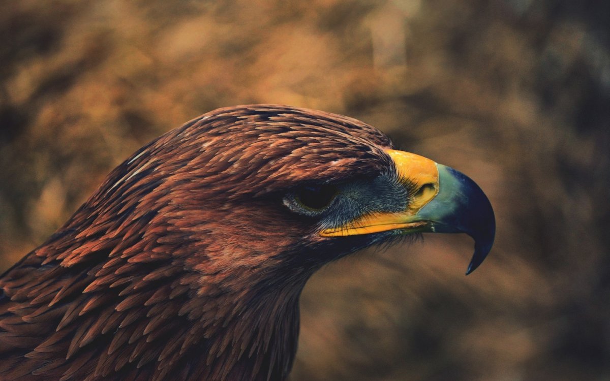 Птицы семейства орлиных