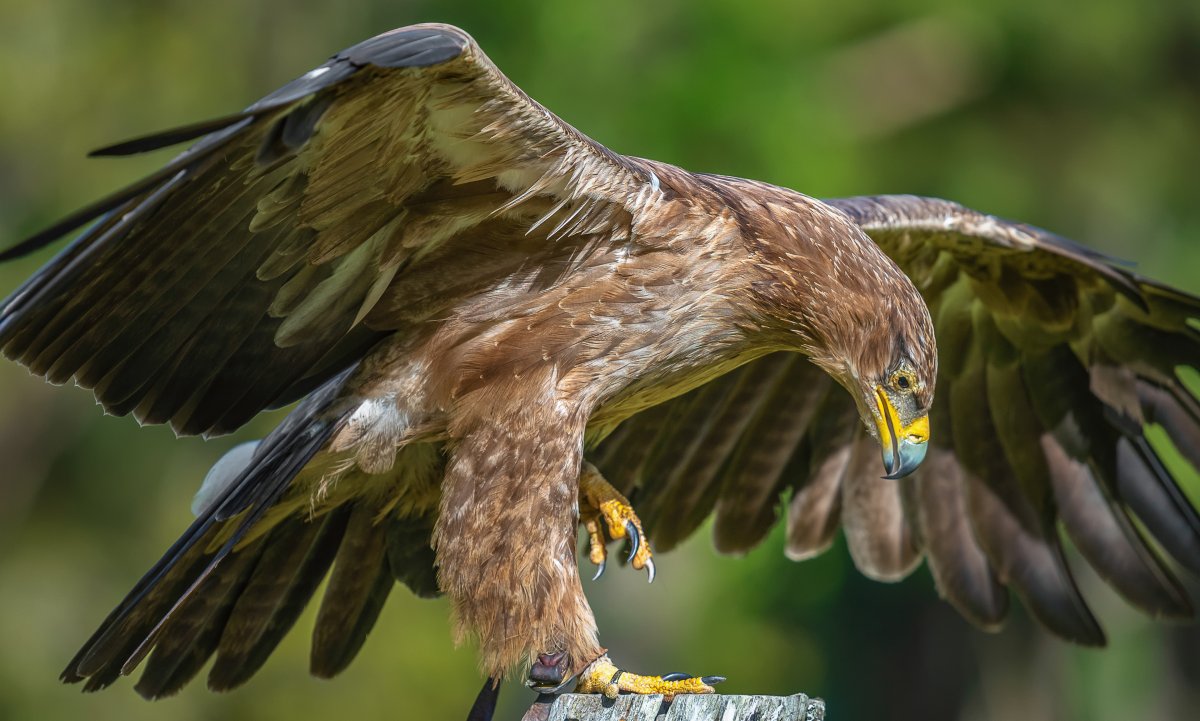 Крымский Степной Орел