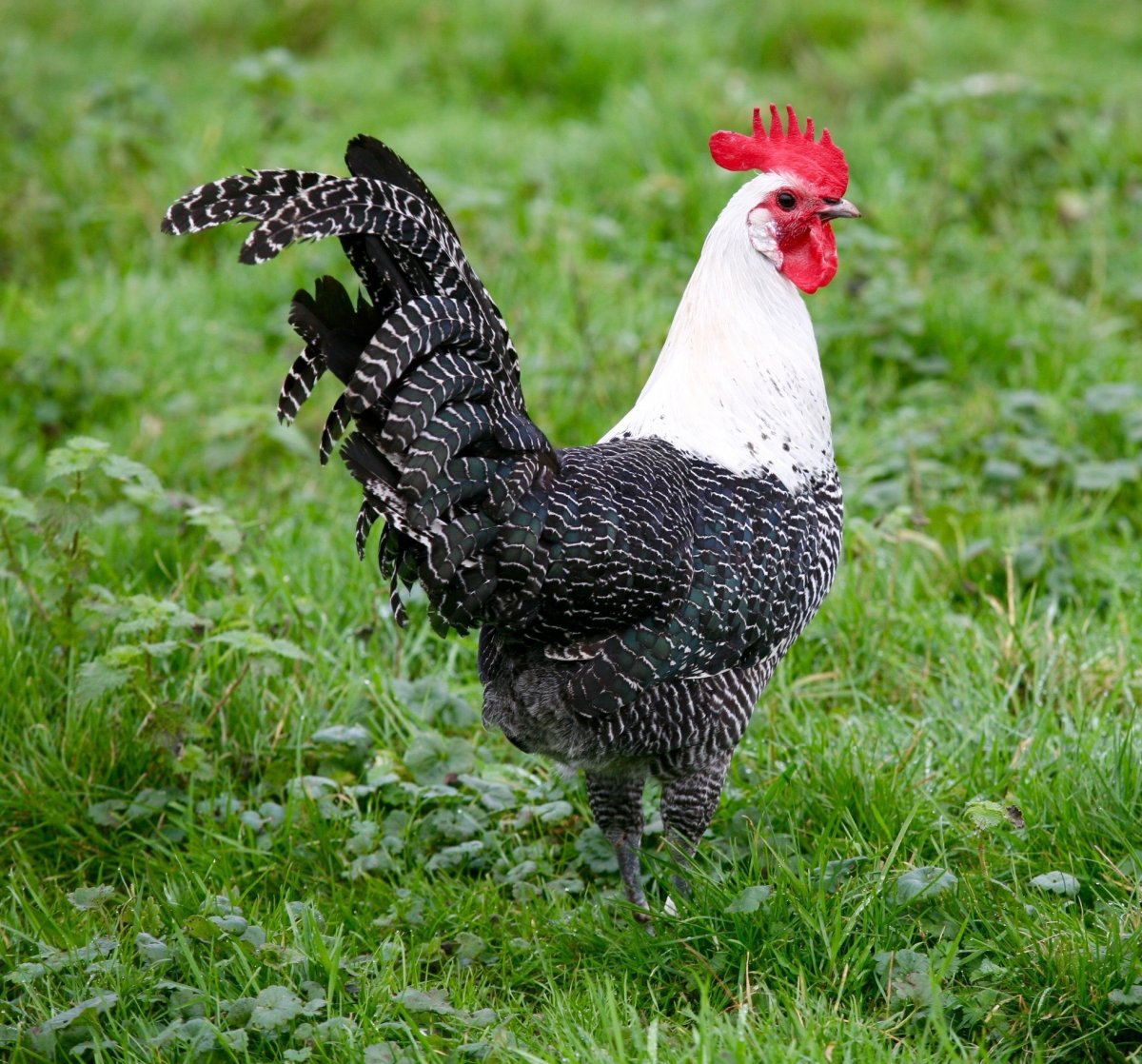 Альтштайнер куры