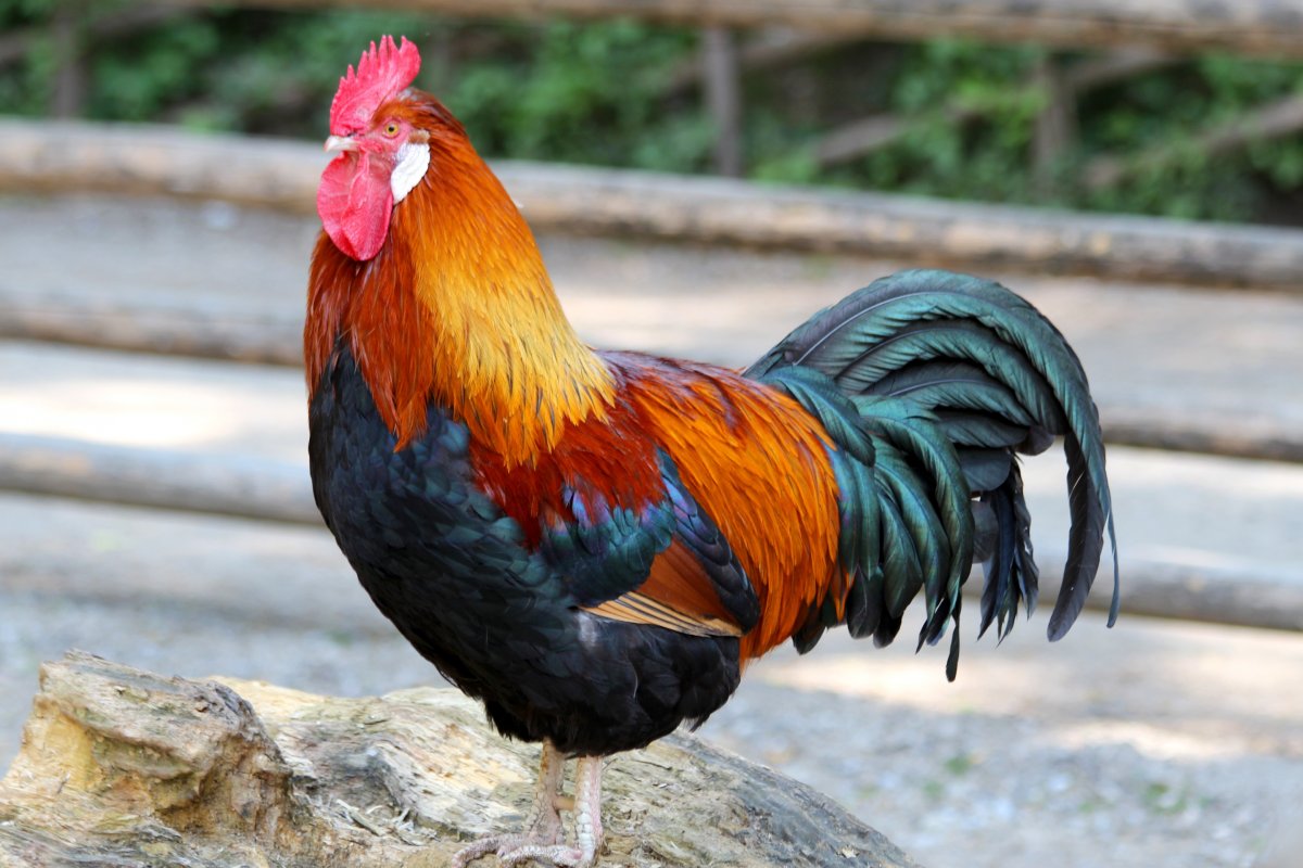 Пестрый петух