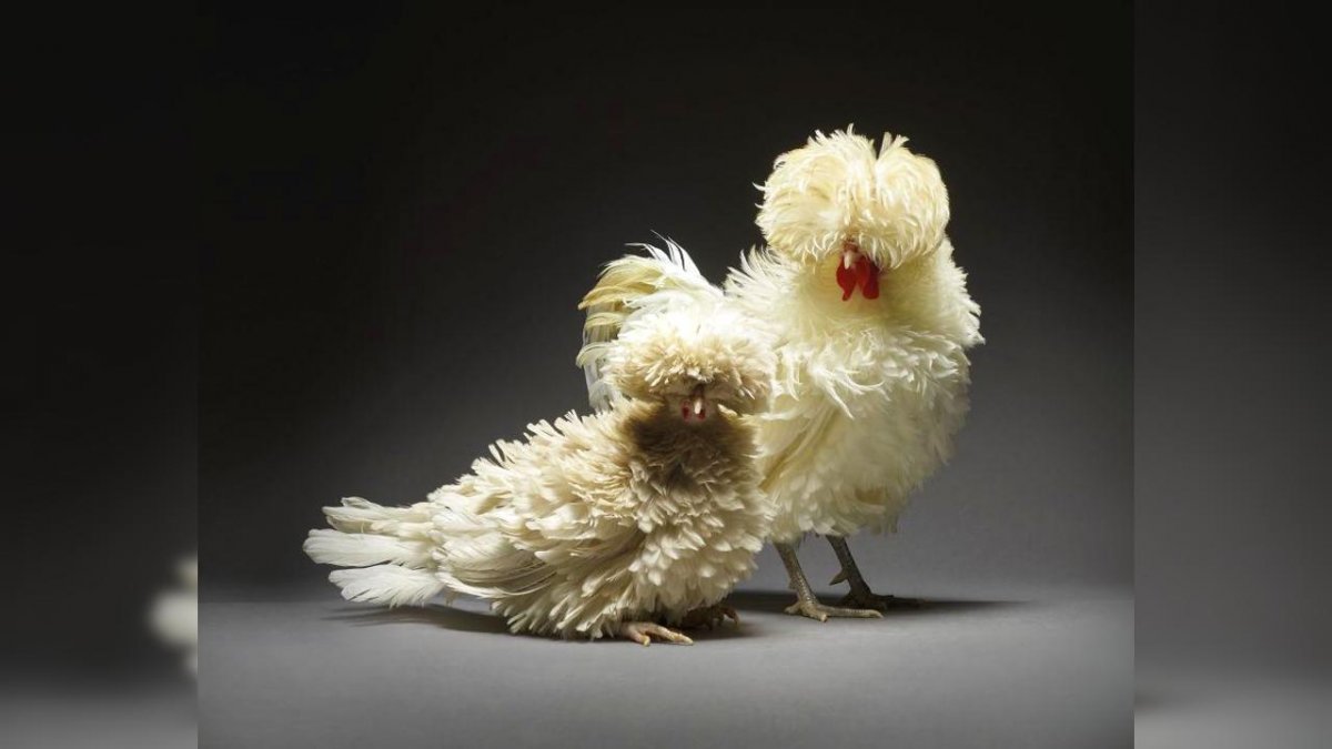 Самые красивые куры