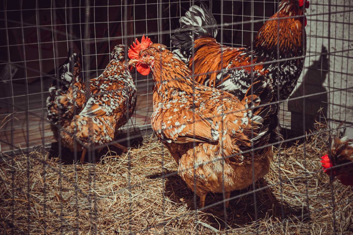 Куры Форверк