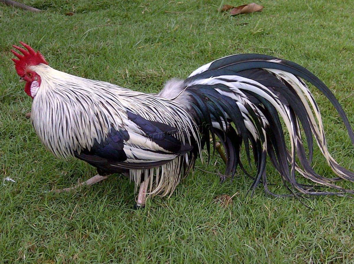 Йокогамский петух Феникс