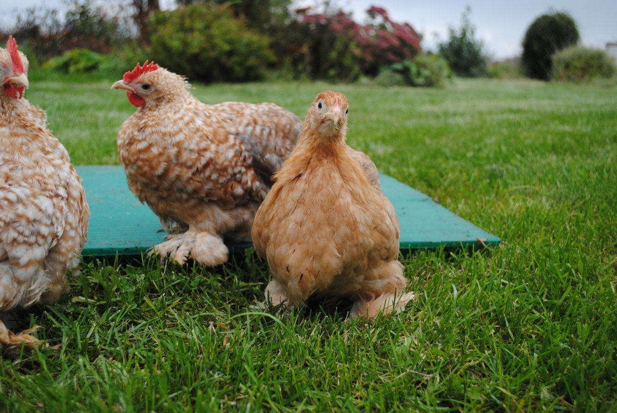 Для кур несушек