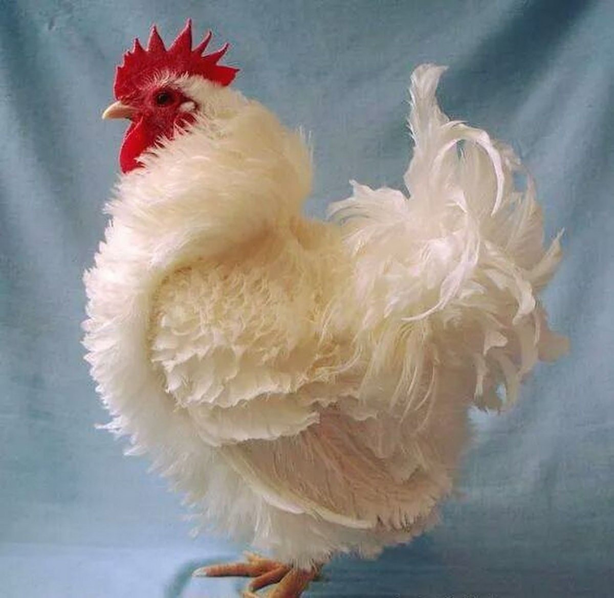 Шершетка порода кур