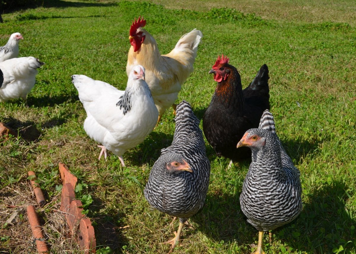 Домашние птицы несушки