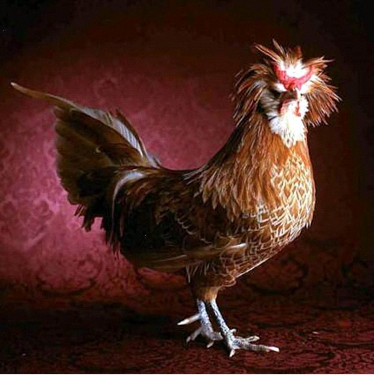 Декоративные породы кур Феникс