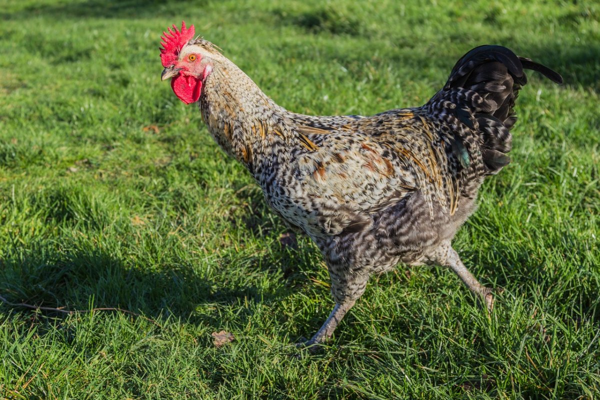 Куриные бега