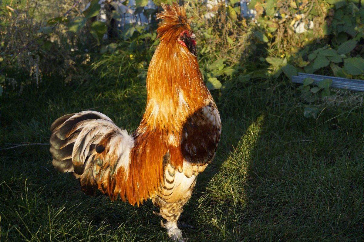 Павловские куры