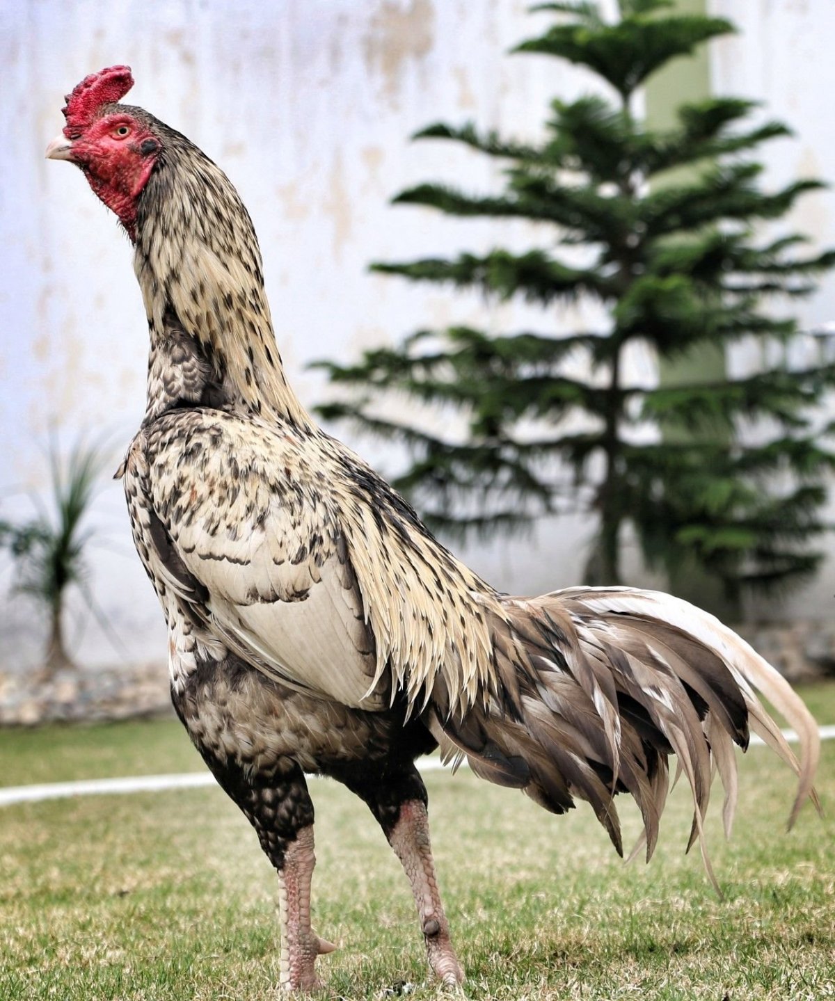 Бразильский Шамо порода