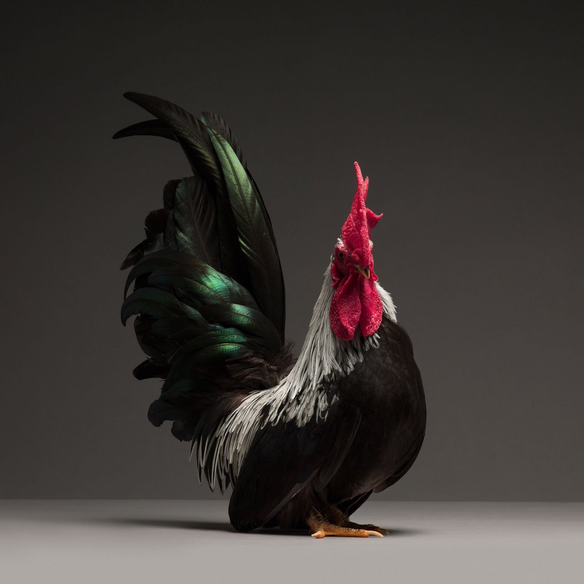 Арты породы кур